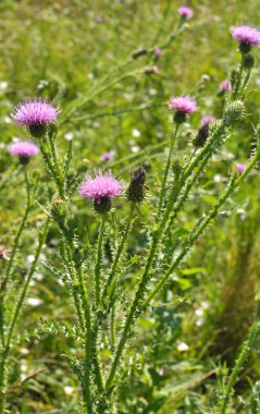Devedikeni (Carduus acanthoides) yazın vahşi doğada yetişir.