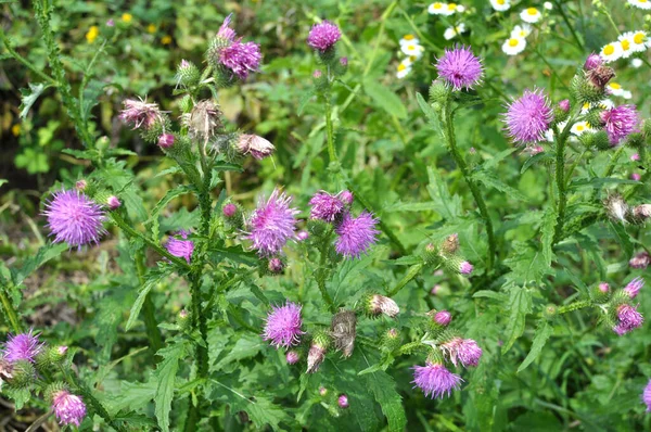 Devedikeni (Carduus acanthoides) yazın vahşi doğada yetişir.