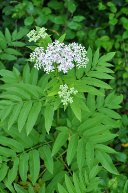 Vahşi doğada, yaşlı böğürtlen bitkisi (Sambucus ebulus) yazın açar.