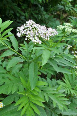 Vahşi doğada, yaşlı böğürtlen bitkisi (Sambucus ebulus) yazın açar.