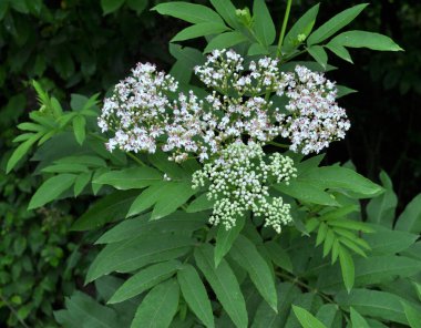 Vahşi doğada, yaşlı böğürtlen bitkisi (Sambucus ebulus) yazın açar.