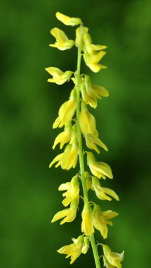 Melilot sarısı (Melilotus officinalis) yazın vahşi doğada açar.