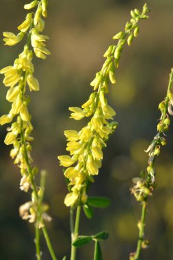 Melilot sarısı (Melilotus officinalis) yazın vahşi doğada açar.