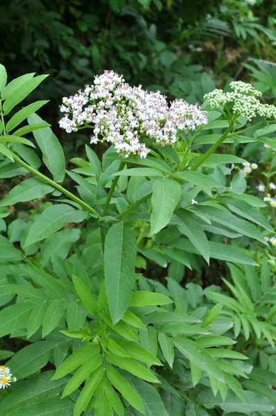 Vahşi doğada, yaşlı böğürtlen bitkisi (Sambucus ebulus) yazın açar.