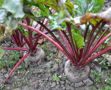 Kırmızı pancar açık organik toprakta yetişir