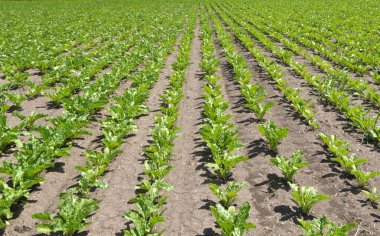 Baharda, çiftçinin tarlasında şeker pancarı büyür.