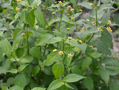 Ot türlerinden biri tarlada çiçek açar - galinsoga parviflora