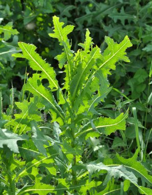 Yazın doğada yetişir Lactuca serriola