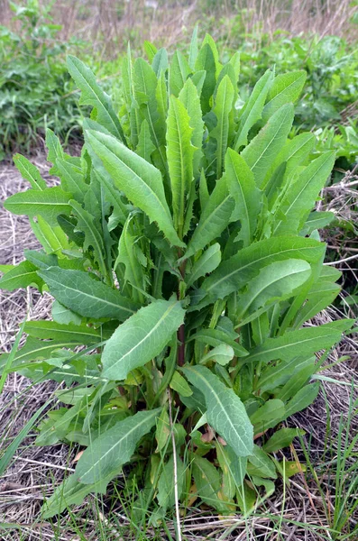 Summer Grows Nature Lactuca Serriola — Stock Photo, Image