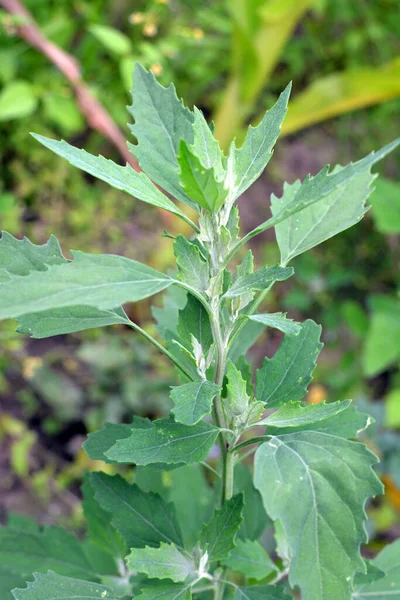 Nature Field Grows Fat Hen Chenopodium Album — Stock Photo, Image