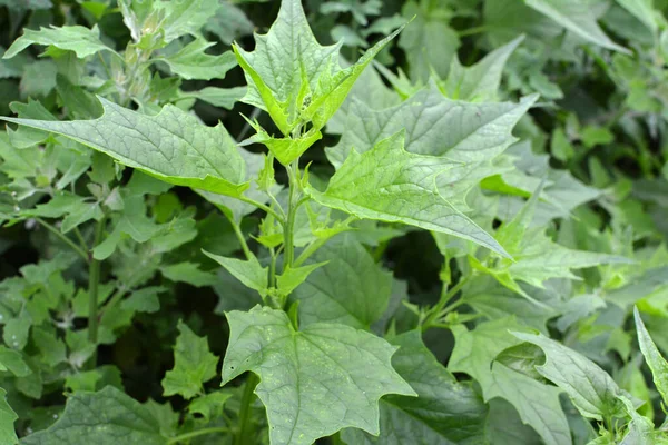 Natura Campo Cresce Chenopodium Hybridum Chenopodiastrum Hybridum — Foto Stock