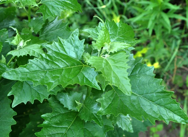 Naturen Odlar Fältet Chenopodium Hybridum Chenopodiastrum Hybridum — Stockfoto