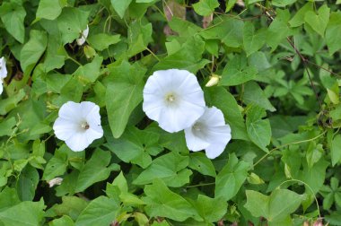 The plant bindweed Calystegia sepium grows in the wild clipart