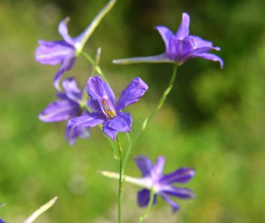 Consolida regalis tarlada ekinlerin arasında çiçek açıyor.