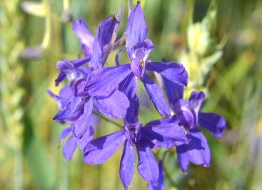 Consolida regalis tarlada ekinlerin arasında çiçek açıyor.