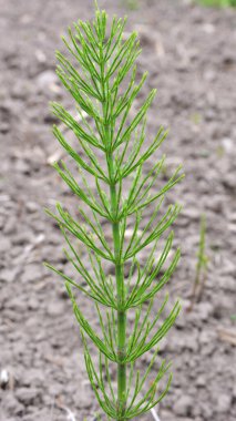 At kuyruğu tarlası (Equisetum arvense) vahşi doğada yetişir..