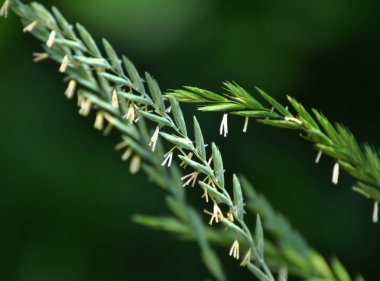 Çayırda, yabanda ot ve yabani otlar yetişir. Elymus tövbe eder.