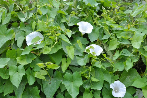 Φυτό Bindweed Calystegia Sepium Μεγαλώνει Στην Άγρια Φύση — Φωτογραφία Αρχείου