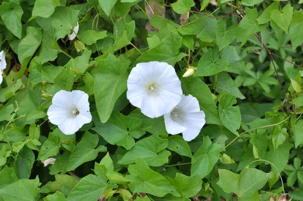 Rostlina Bindweed Calystegia Sepium Roste Divočině — Stock fotografie