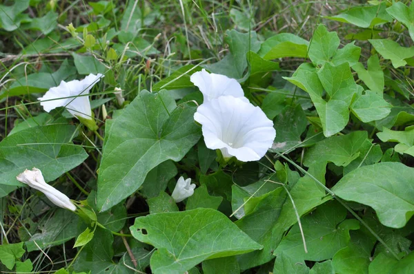 Asclépiade Calystegia Sepium Pousse Dans Nature — Photo