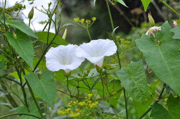 Rostlina Bindweed Calystegia Sepium Roste Divočině — Stock fotografie