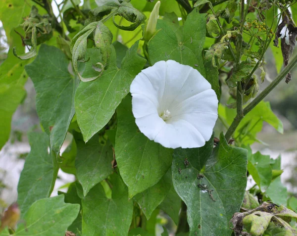 Planta Bindweed Calystegia Sepium Cresce Natureza — Fotografia de Stock