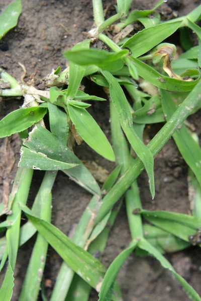 野生では Digitaria Sanguinalisは雑草のように畑で成長します — ストック写真