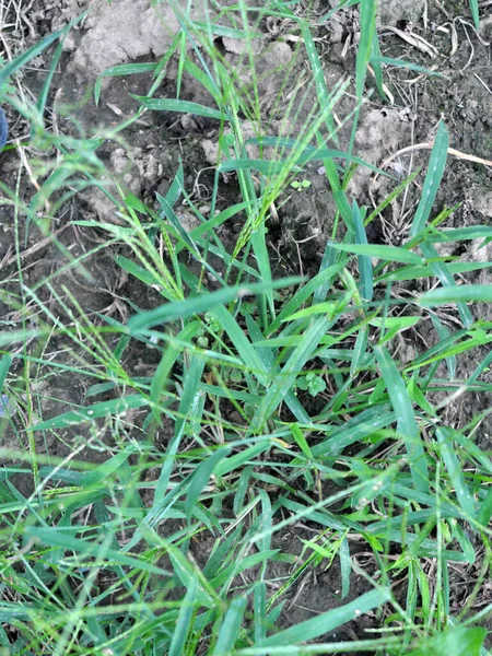 Wild Digitaria Sanguinalis Grows Field Weed — Stock Photo, Image