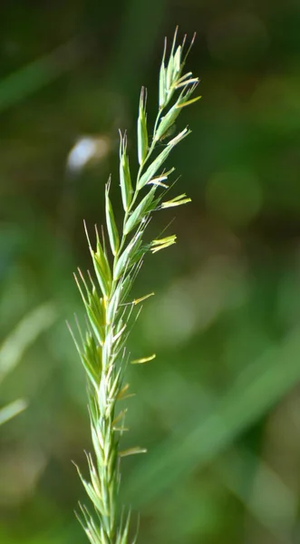 Weide Het Wild Groeit Gras Onkruid Elymus Repens — Stockfoto