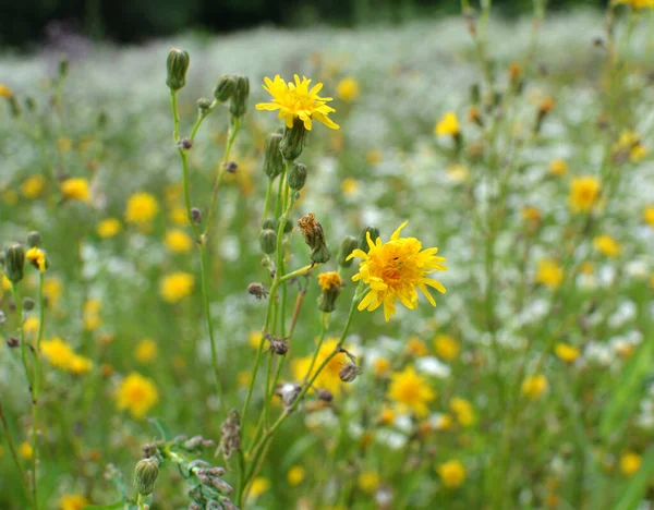 Nature Crops Grows Yellow Field Thistle Sonchus Arvensis Stock Image