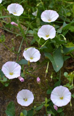 Konvolvulus arvensis tarlada büyür ve çiçek açar.
