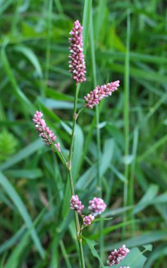 Persicaria maculosa yabani otların arasında yetişir.