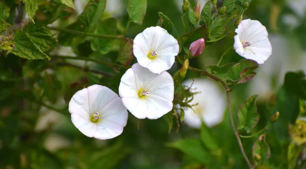 Convolvulus Arvensis Cresce Fiorisce Nel Campo — Foto Stock