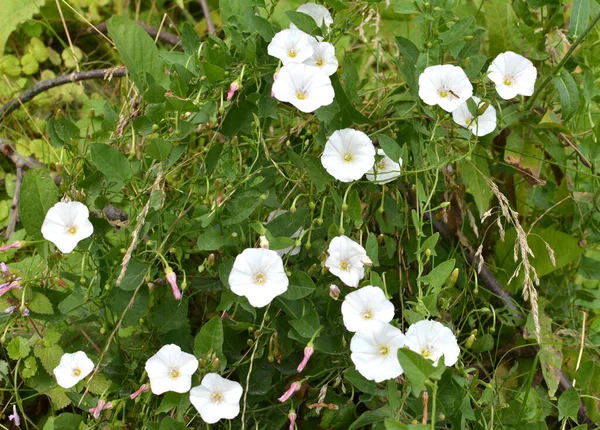 Convolvulus Arvensis Wächst Und Blüht Auf Dem Feld — Stockfoto