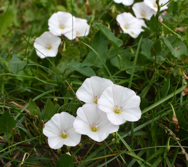 Convolvulus Arvensis Растет Цветет Поле — стоковое фото