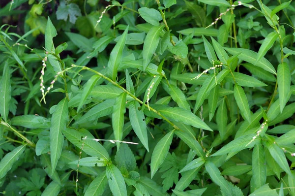 Persicaria Maculosa Gpersicaria Hydropiper Groeit Onder Grassen Wildrows Onder Grassen — Stockfoto