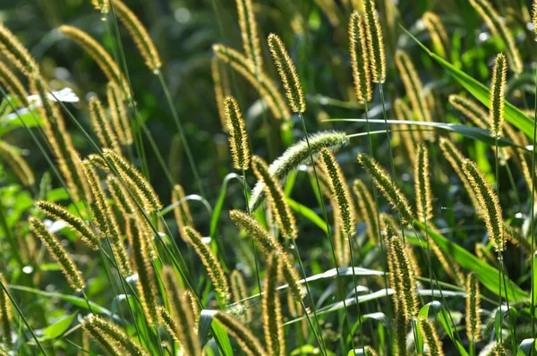 Setaria Grows Field Nature — Stock Photo, Image