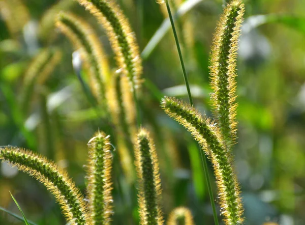 Setaria Grows Field Nature — Stock Photo, Image