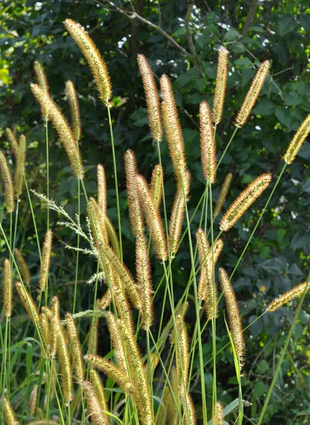 Setaria Groeit Het Veld Natuur — Stockfoto