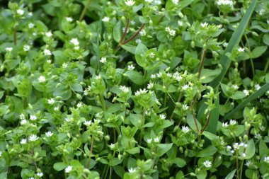 İlkbaharda Stellaria medyası doğada büyüyor.