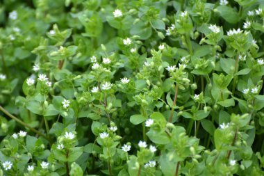 İlkbaharda Stellaria medyası doğada büyüyor.