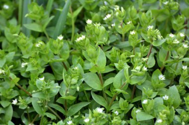 İlkbaharda Stellaria medyası doğada büyüyor.
