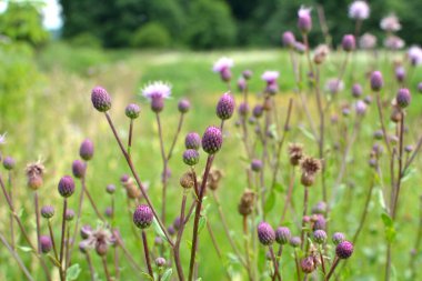 Vahşi doğadaki otların arasında büyüyen ve açan devedikeni tarlası (Cirsium arvense)