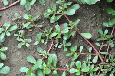 Doğada, toprakta, bir yabani ot gibi purslane yetişir (Portulaca oleracea)