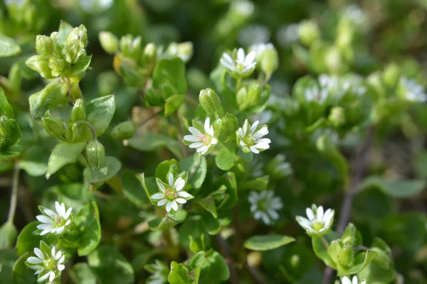 Lkbaharda Stellaria Medyası Doğada Büyüyor — Stok fotoğraf