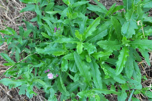 Среди Трав Дикой Природе Растет Цветет Чертополох Поле Cirsium Arvense — стоковое фото