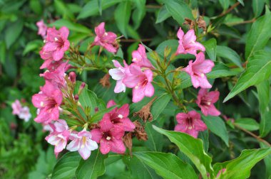 Bahçede beyaz ve pembe çiçekli Weigela çiçek açar..