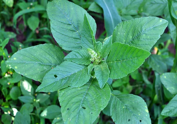 Alam Lapangan Seperti Rumput Liar Tumbuh Amaranthus Umum — Stok Foto