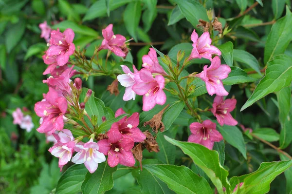 Bahçede beyaz ve pembe çiçekli Weigela çiçek açar..