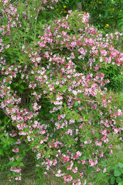 Weigela Λευκά Και Ροζ Λουλούδια Ανθίζει Στον Κήπο — Φωτογραφία Αρχείου